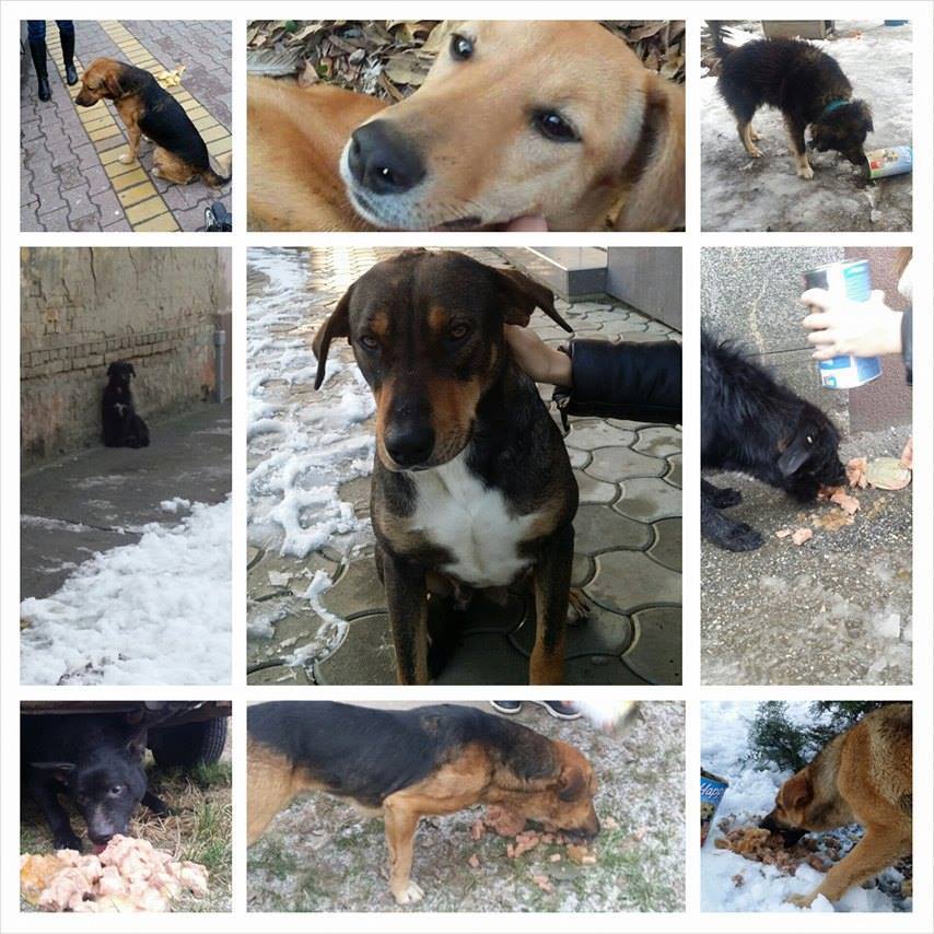 UDRUŽENJE ZA ZAŠTITU PRAVA ŽIVOTINJA “ANIMA SUBOTICA”: NE TRAŽIMO SAŽALJEVANJE NI DIVLJENJE, SAMO RAZUMEVANJE