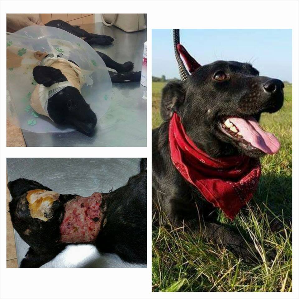 UG ZA ZAŠTITU ŽIVOTINJA “ANIMA SUBOTICA”: HUMANOST SE NE SME KAŽNJAVATI