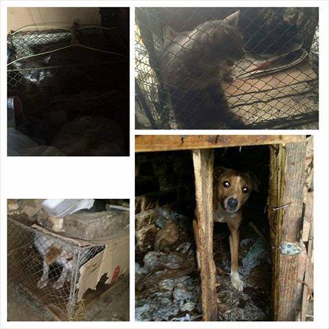 HUMANA AKCIJA AKTIVISTKINJA „ANIME“: SPASILE MUKA DESET ŽIVOTINJA