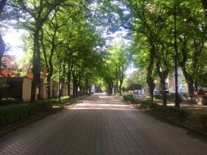 Ulica braće Radić Subotica