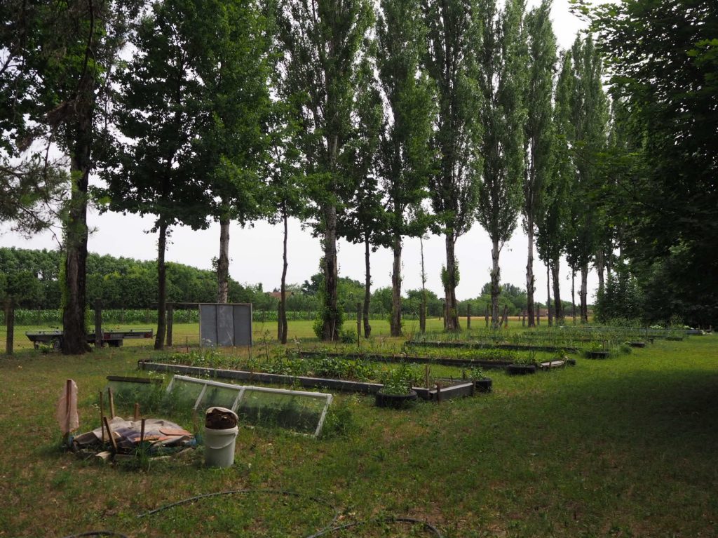 Udrženje “ZaJedno” i “Mini Jugoslavija” organizuju akciju sadnje košaraste vrbe u parku Yugoland