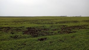 tavankut steta divlje svinje