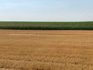 djurdjin poljoprivredno zemljiste