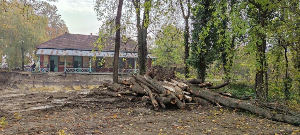 Seča drveća kod Železničke stanice Palić uznemirila građane: Nadležni tvrde da područje nije zaštićeno