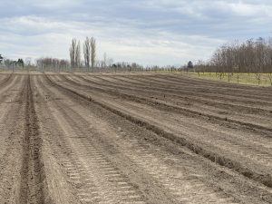 tavankut selo zemlja