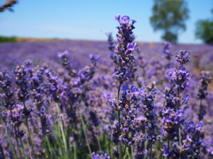 Lavanda
