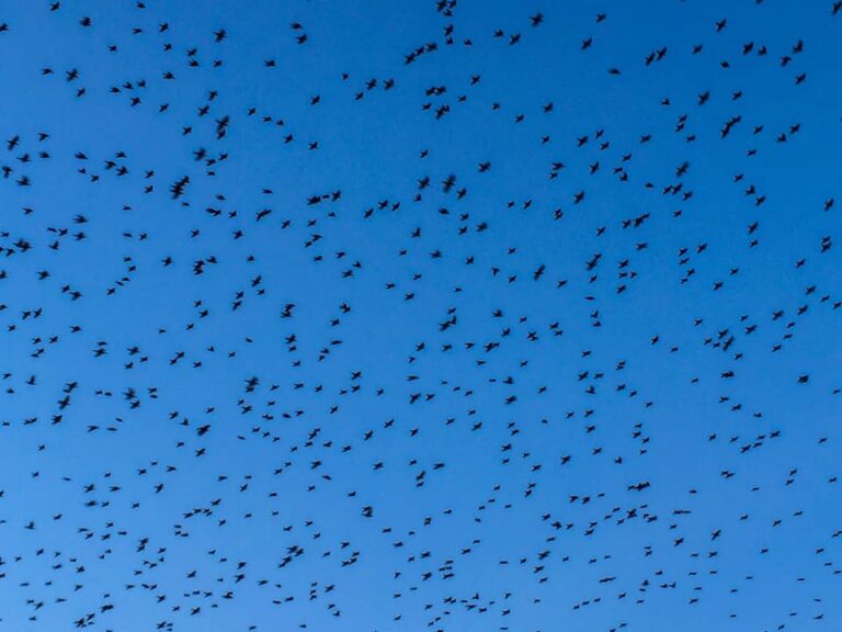 Bačka Topola “crna tačka” po broju otrovanih ptica proteklih godina: Najugroženiji orao krstaš