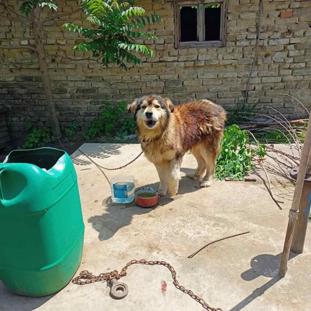 Čiji je subotički pas Aki: Nesavesni vlasnici se odrekli bolesnog psa, nakon promene vlasnika i lečenja, uzeli ga nazad (FOTO)