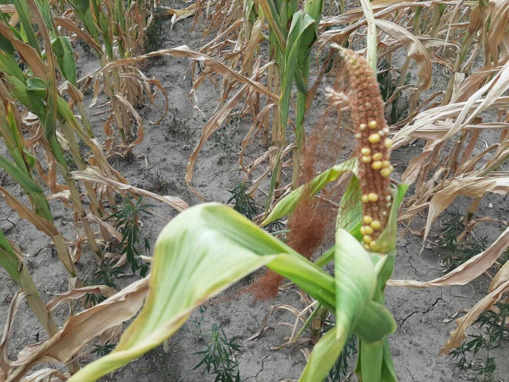 Suša drastično umanjuje ovogodšnji rod: Najugroženiji kukuruz gde se očekuju prepolovljeni prinosi