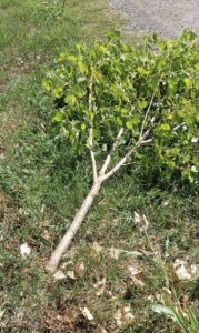 cantavir vandali stabla