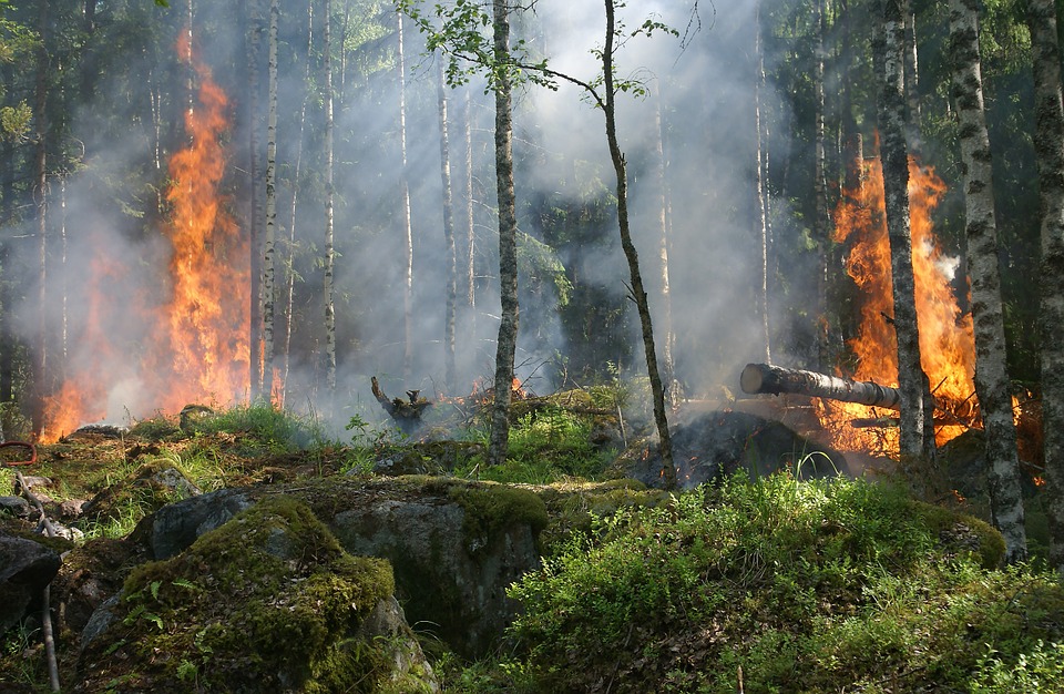 Požar u Radanovačkoj šumi pod kontrolom, uzroci još uvek nepoznati