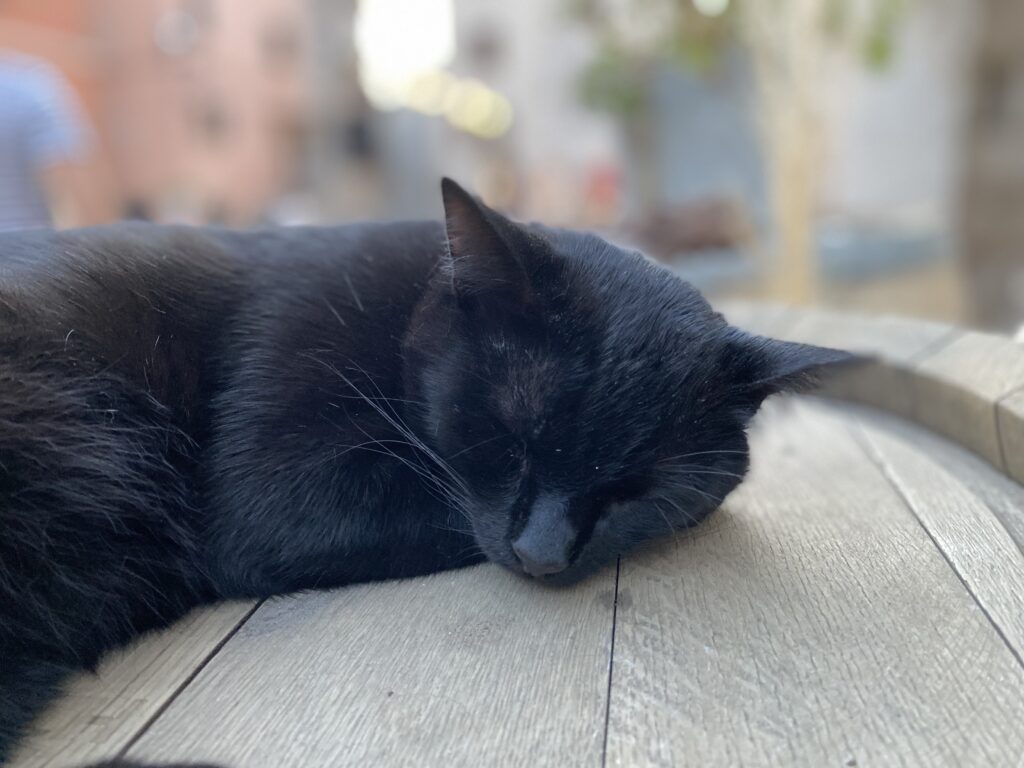 Grupa subotičkih srednjoškolaca osmislila ideju da naprave kafić u kome se mogu udomljavati mačke