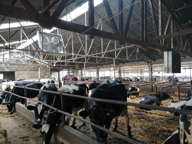 DZVM: Stanje u poljoprivredi neodrživo, hitno regulisati tržište mleka i žitarica