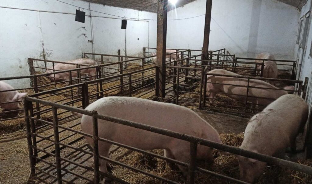 Ministarstvo poljoprivrede Srbije: Potvrđeno 1.637 slučajeva afričke kuge svinja, eutanazirano 19.742 svinje