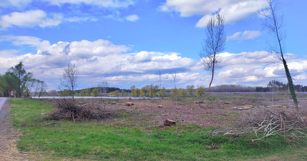 Seča drveća oko jezera Tresetište rađena je po nalogu MUP-a