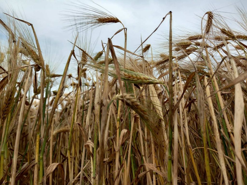 Poljoprivrednici sutra u Vladi Srbije o proizvodnji žitarica: Prema trenutnim cenama, ratari pod arendom u minusu