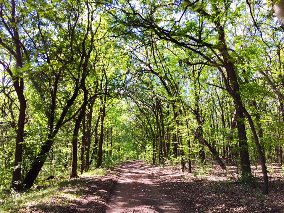 Pokret “Odbranimo šume Fruške gore” večeras u Subotici organizuje tribinu “Šta su nama naše šume”
