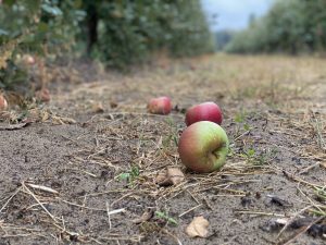 vocnjak jabuke Horgos