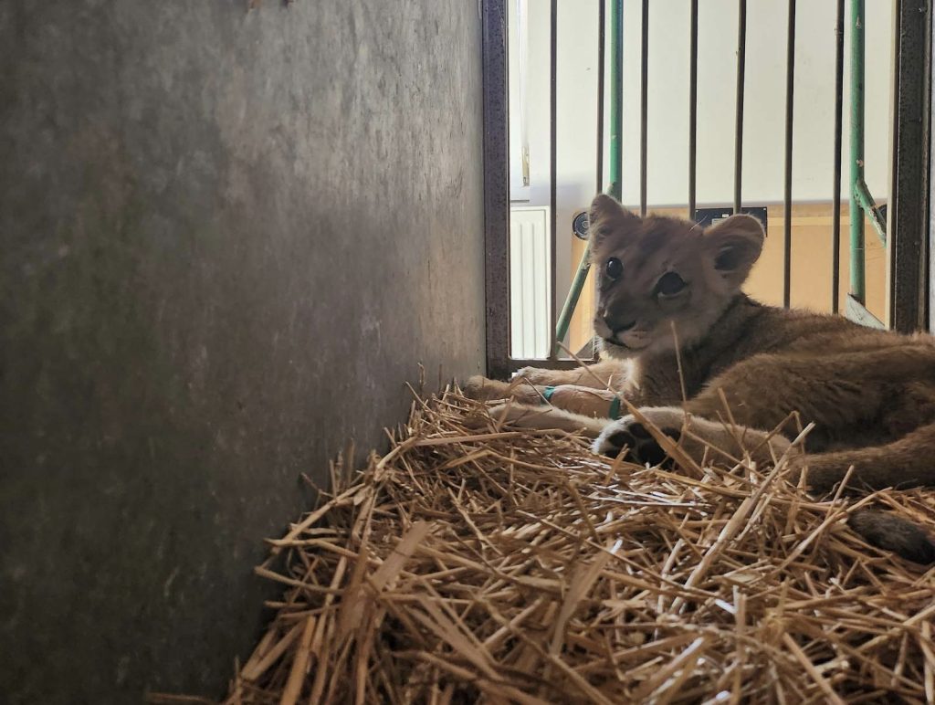 Ženka lavića koja je pronađena u Subotici zbrinuta i nalazi se u dosta lošem stanju