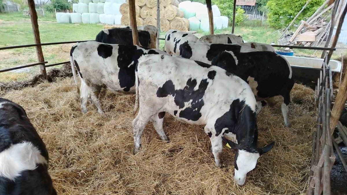 Dogovorili se predstavnici Ministarstva poljoprivrede, proizvođača mleka, mlekara, uvoznici