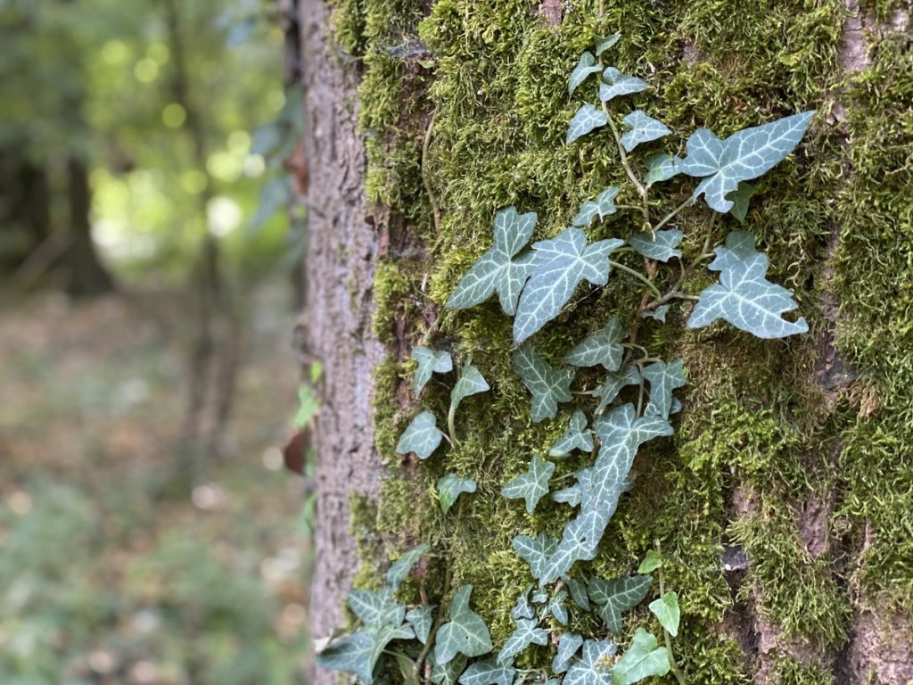 Grupa „Zaštitimo šume Subotice“: Dvodnevna akcija pošumljavanja Kelebije