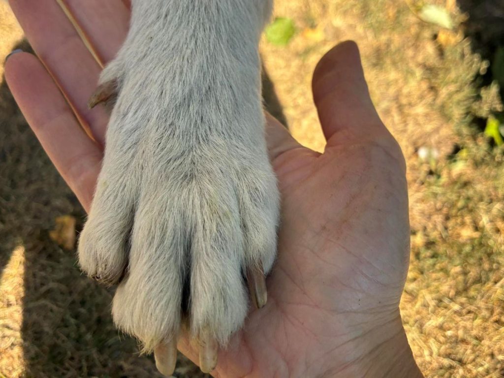 Buka oko nacrta novog zakona o dobrobiti životinja: Aktivisti ga ocenjuju kao legalizaciju nelegalnih praksi