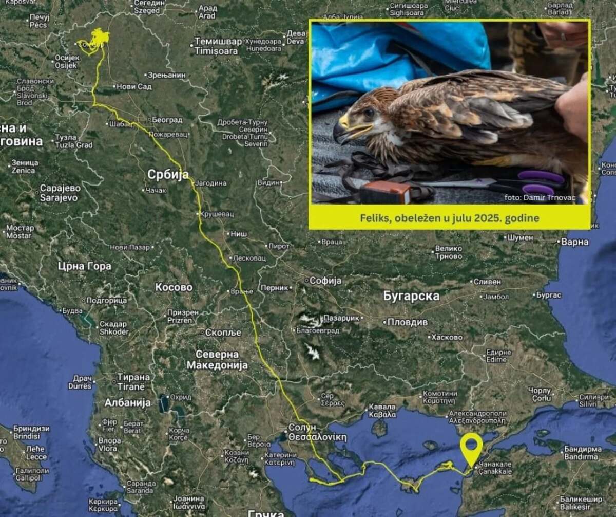 Društvo za zaštitu i proučavanje ptica Srbije: Za povratak orla Feliksa u Srbiju potrebno 1.500 evra