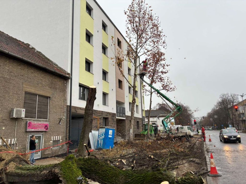 Bačkotopolski taksista na čije se vozilo obrušilo drvo stabilno, uklonjena sva stabla ispred nekadašnjeg hotela “Panonija”