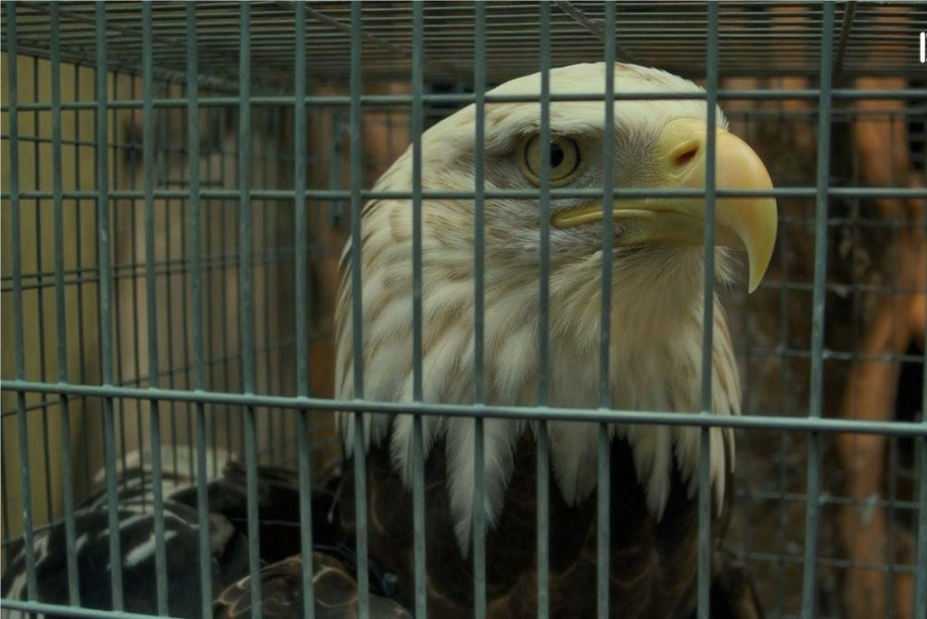 Orao Feliks iz Bačke Topole u rukama švercera divljih prica iz Libana