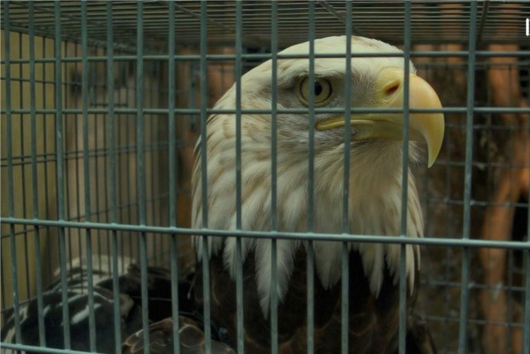 Orao Feliks iz Bačke Topole u rukama švercera divljih prica iz Libana