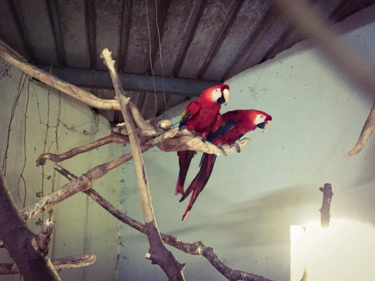 Tužilaštvo formiralo predmet zbog više prijava o ZOO-vrtu “Palić”, naloženo veštačenje