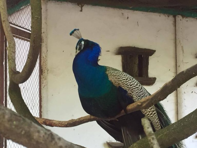 Istraga u ZOO-vrtu “Palić” zbog 85 mrtvih golubova, dva timaritelja otpuštena, jedan negira optužbe