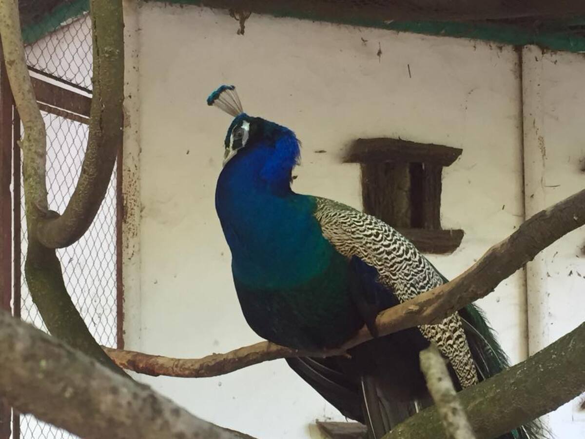 Istraga u ZOO-vrtu “Palić” zbog 85 mrtvih golubova, dva timaritelja otpuštena, jedan negira optužbe